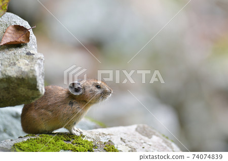 Rocky pika 74074839