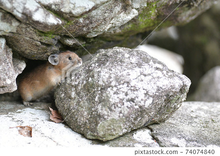 Rocky pika Rocky pika 74074840