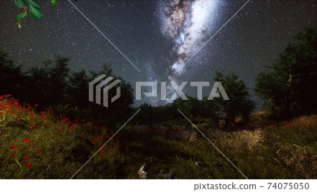 Green Trees Woods In Park Under Night Starry Sky Green Trees Woods In Park Under Night Starry Sky 74075050