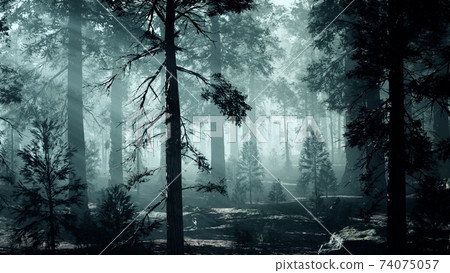 black tree trunk in a dark pine tree forest black tree trunk in a dark pine tree forest 74075057