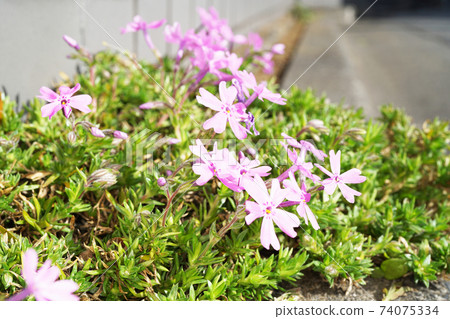 Shibazakura Shibazakura 74075334