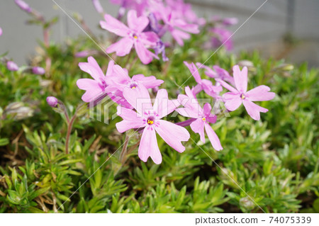 Shibazakura 74075339