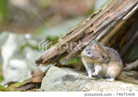 修飾皮卡 修飾皮卡 74075409