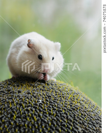 Greedy white hamster eating secretly sunflower seed Greedy white hamster eating secretly sunflower seed 74075878
