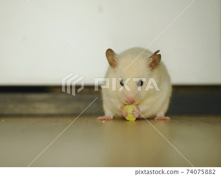 White Hamster holds and eats fresh salad White Hamster holds and eats fresh salad 74075882