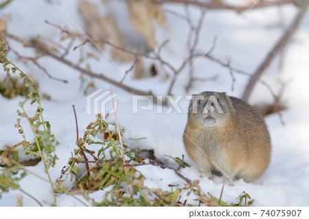 Snow and pikas 74075907