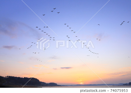 Morning flight of Izunuma in winter 74075953