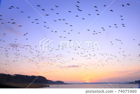 冬季泉島的航班 74075980