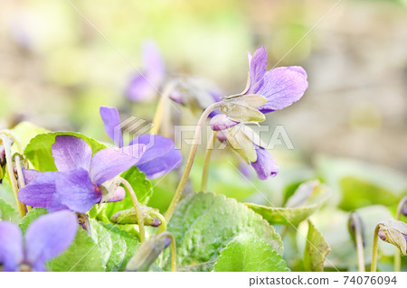 Closeup purple flowers. Selective focus. 74076094