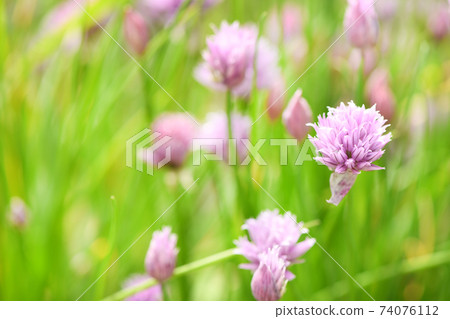 Siberian onion Siberian onion 74076112