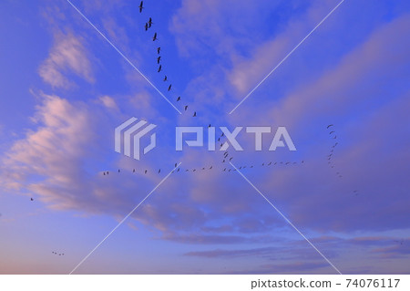 Morning flight of Izunuma in winter Morning flight of Izunuma in winter 74076117