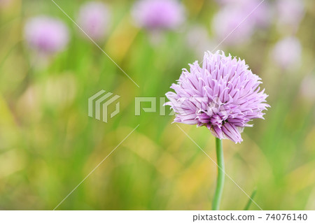 Siberian onion Siberian onion 74076140