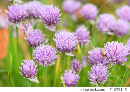 Siberian onion Siberian onion 74076145