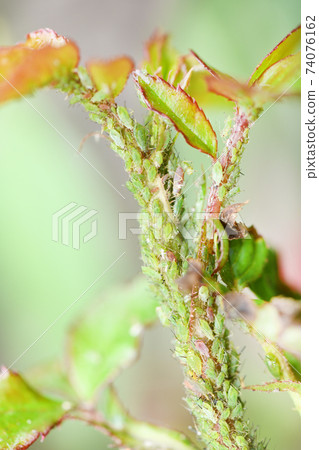 Colony of cotton aphid 74076162