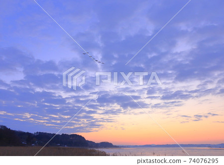Morning flight of Izunuma in winter Morning flight of Izunuma in winter 74076295