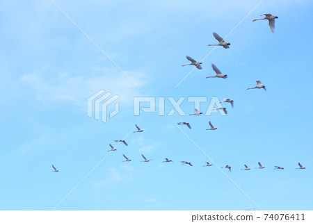 Morning flight of Izunuma in winter 74076411
