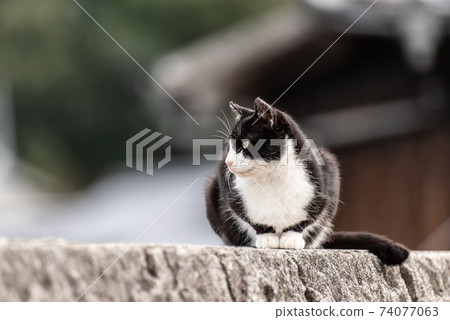 Landscape with a cat Landscape with a cat 74077063