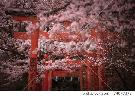 Takenaka Inari Shrine, Kyoto Prefecture Sakura 74077375