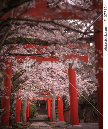 Takenaka Inari Shrine, Kyoto Prefecture Sakura Takenaka Inari Shrine, Kyoto Prefecture Sakura 74077394