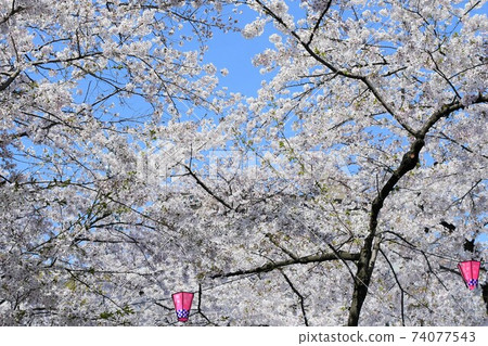 Tsurumai Park, a famous place for cherry blossoms in Nagoya 74077543