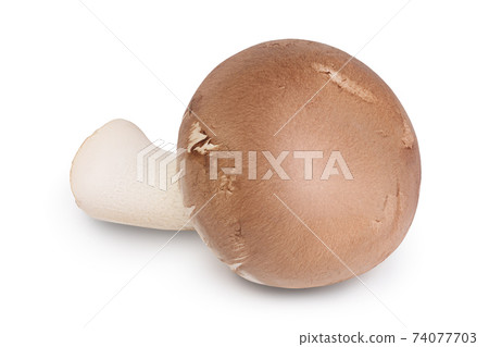Royal Brown champignon isolated on white background with clipping path and full depth of field Royal Brown champignon isolated on white background with clipping path and full depth of field 74077703