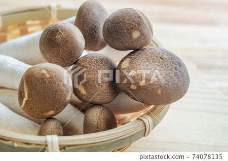 Large beech mushroom 74078135