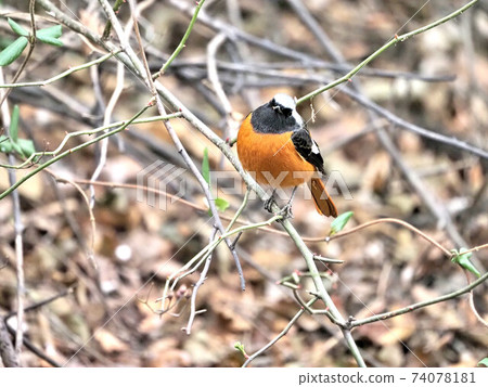 Daurian Redstart in the park Daurian Redstart in the park 74078181