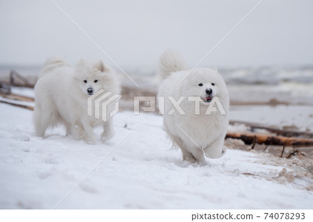 Two Samoyed white dogs are running on snow beach in Latvia Two Samoyed white dogs are running on snow beach in Latvia 74078293