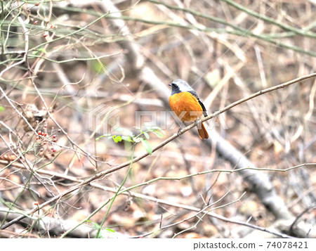 Daurian Redstart in the park Daurian Redstart in the park 74078421