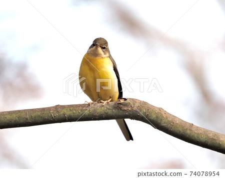 奇石異夢在城市公園 74078954