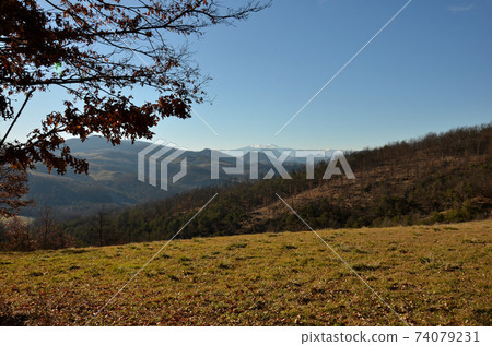 Meadow in winter Meadow in winter 74079231