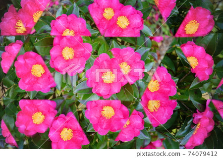 Fresh flower kaleidoscope, Sasanqua 8 Fresh flower kaleidoscope, Sasanqua 8 74079412