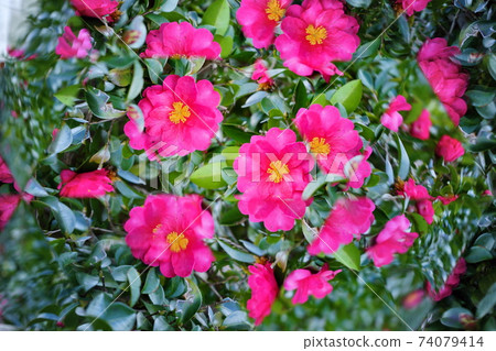 鮮花萬花筒，茶梅6 74079414