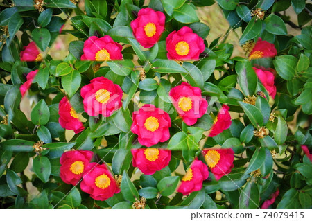 鮮花萬花筒,茶梅5 鮮花萬花筒,茶梅5 74079415
