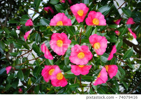 鮮花萬花筒,茶梅4 鮮花萬花筒,茶梅4 74079416