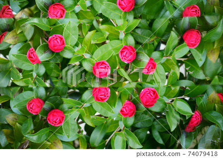 Fresh flower kaleidoscope, Sasanqua 2 74079418