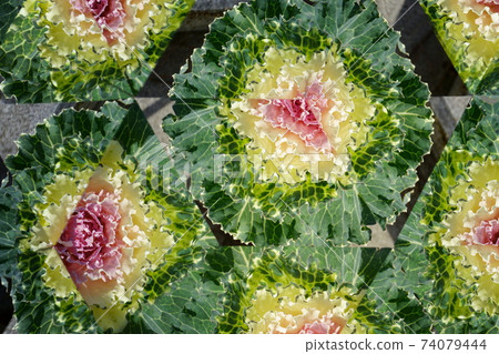 Fresh flower kaleidoscope, kale 74079444