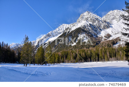 Pine forests 74079469