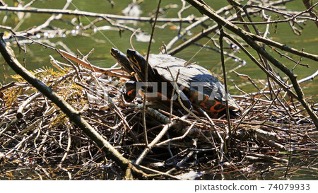 Two turtles relaxing Two turtles relaxing 74079933