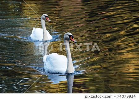 Couple of swans swimming 74079934