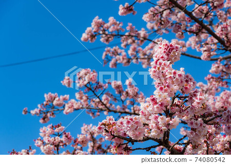Atami Sakura on the Itokawa Promenade 74080542