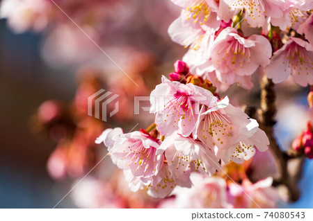 Atami Sakura on the Itokawa Promenade 74080543