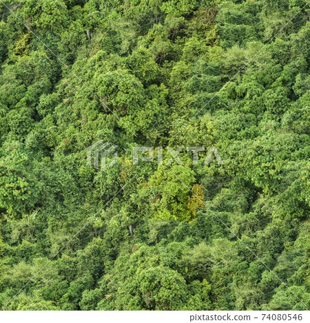 Forest seamless pattern - view from above. 4K Forest seamless pattern - view from above. 4K 74080546