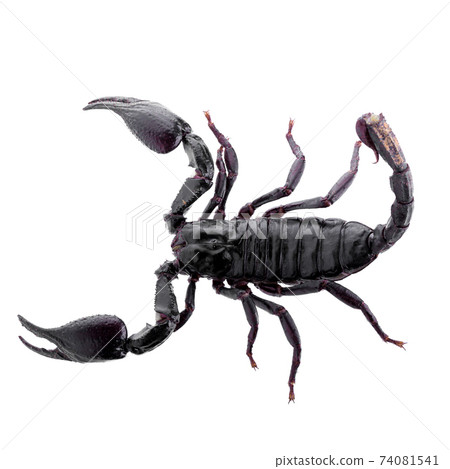 Black scorpions isolated on a white background 74081541
