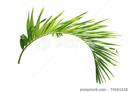 Green palm leaves isolated 74081826