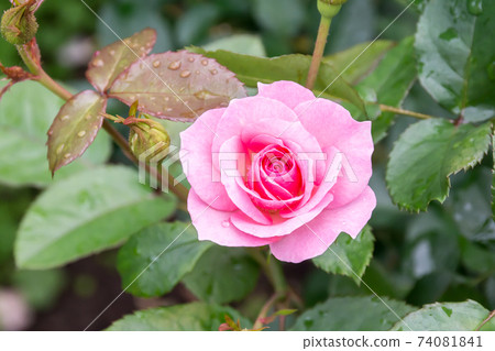 盛開的玫瑰花 照片素材 圖片 圖庫