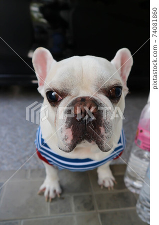 dog, french bulldog or white french bulldog dog, french bulldog or white french bulldog 74081860