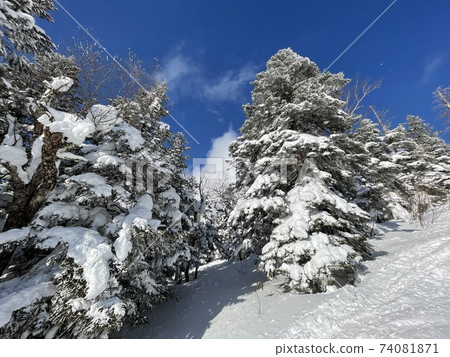 2021年在福島縣格蘭德科滑雪勝地的大雪覆蓋的樹木 2021年在福島縣格蘭德科滑雪勝地的大雪覆蓋的樹木 74081871