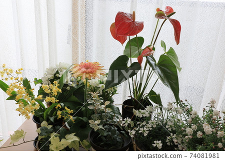 與花同住 與花同住 74081981