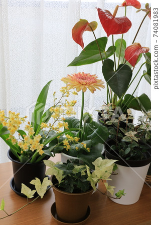 與花同住 與花同住 74081983